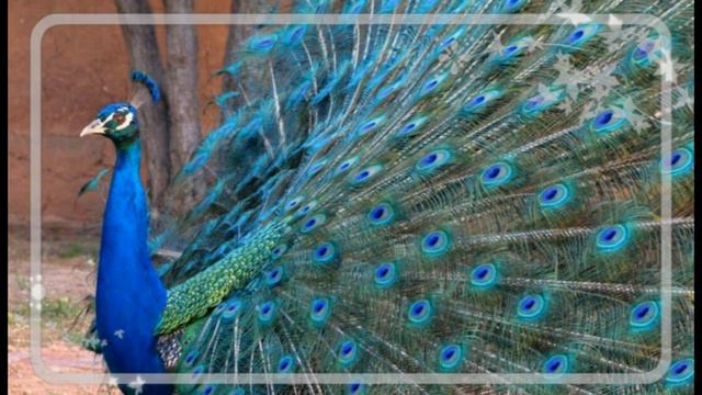 Павлин -птица из сказки смотреть онлайн