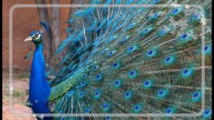 Павлин -птица из сказки