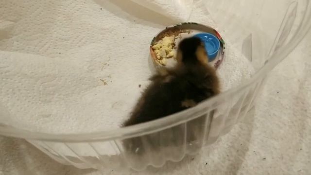 Растим дикую ручную подсадную утку смотреть онлайн