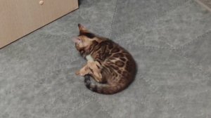 Бенгальские котята.mp4