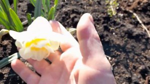 #narcissus #IceKing #нарцисс / Махровый нарцисс Ледяной король - Айс Кинг( лат. narcissus Ice King)