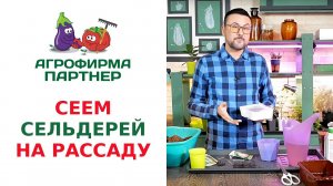 СЕЕМ СЕЛЬДЕРЕЙ НА РАССАДУ
