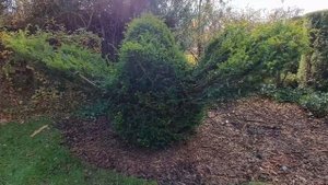 Птица из тиса. Топиарная обрезка.