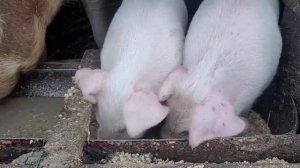 Уборка в гостиной \  На то они и свиньи \ Приготовила ужин