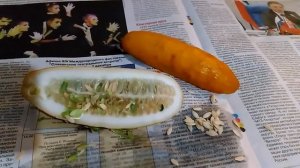Когда собирать семена огурцов.