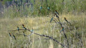 Стая золотистых щурок ( Merops apiaster )