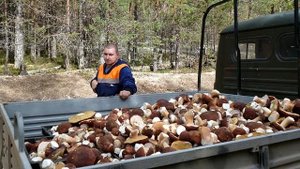 Бизнес идея на осень!!! Сбор и заработок на грибах и ягодах