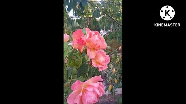 Роза ?? Христофор Колумб. Флорибунда.# Shorts смотреть онлайн