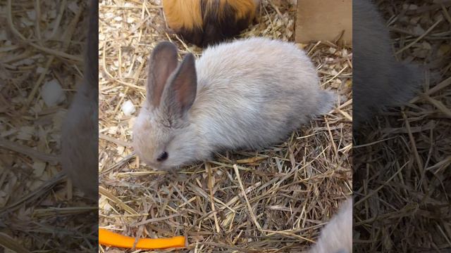 Контактный зоопарк смотреть онлайн