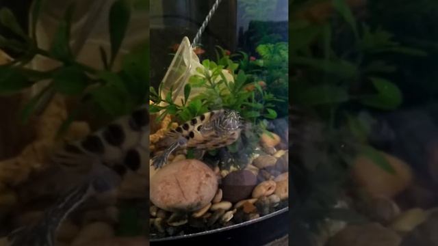 Черепаха в аквариуме с рыбками смотреть онлайн