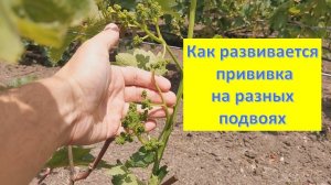 Как зависит рост прививки винограда от подвоя