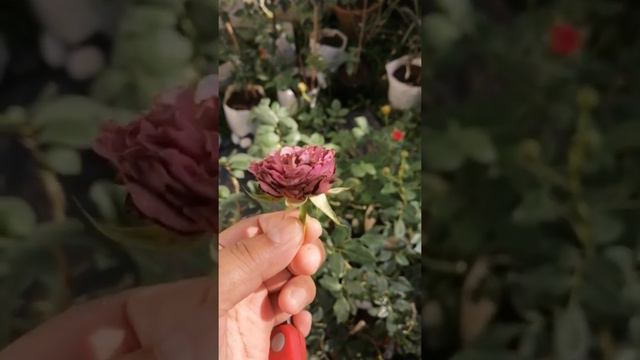 Precious Moment Rose flower cutting | Nediarose Garden