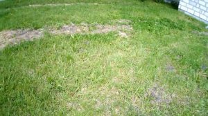 Как вырастить тыквы огромными