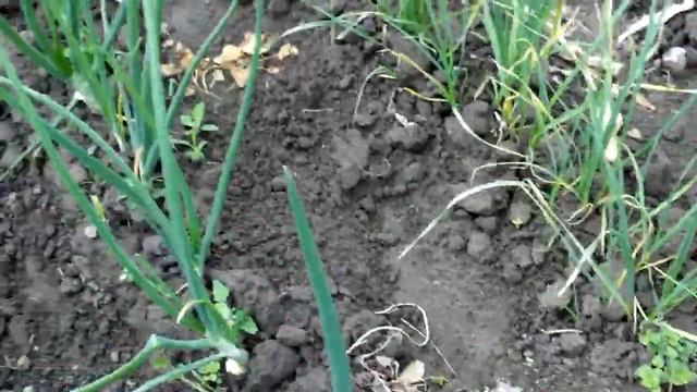 Воздушная бульбочка на 27.05.17г. смотреть онлайн