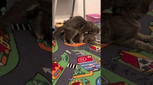 Вязка, спаривание у кошек