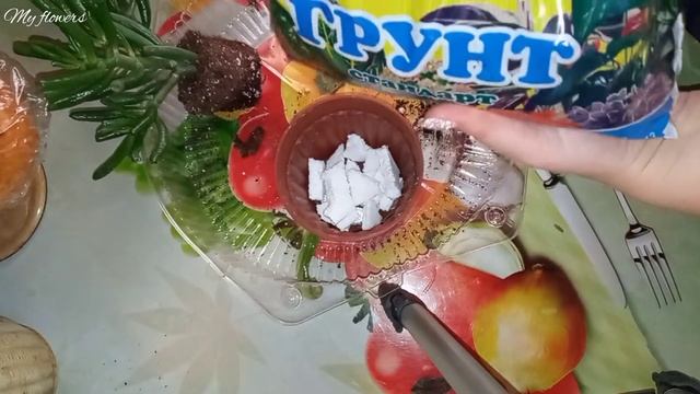 Крассула Хоббит.Пересадка.Болезни и вредители. смотреть онлайн