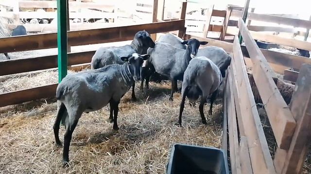 Племенные бараны Романовской породы (авг. 2021) смотреть онлайн