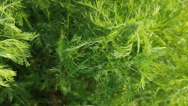 Обзор декоративной полыни. Дешёвая замена туям. смотреть онлайн