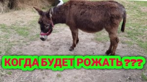 КАК СДЕЛАЛИ УЗИ ЖИВОТНЫМ РЕЗУЛЬТАТЫ