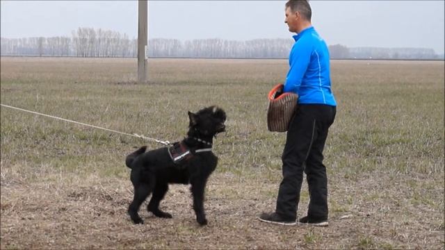 Ризеншнауцер Бойга! смотреть онлайн