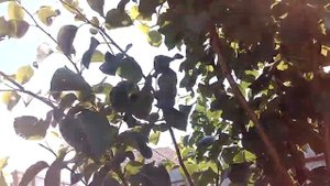 Обрезка груши на пятый год.