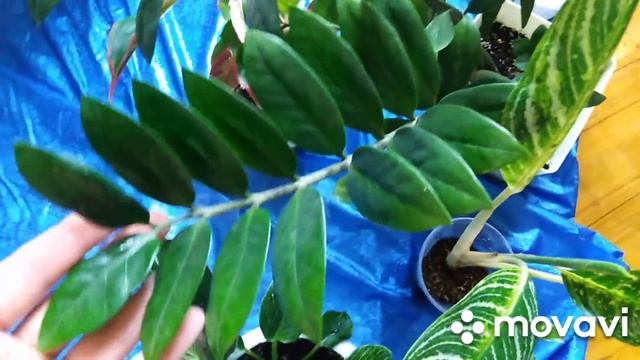 Мои комнатные растения и лучшая листовая подкормка для всех цветов. смотреть онлайн