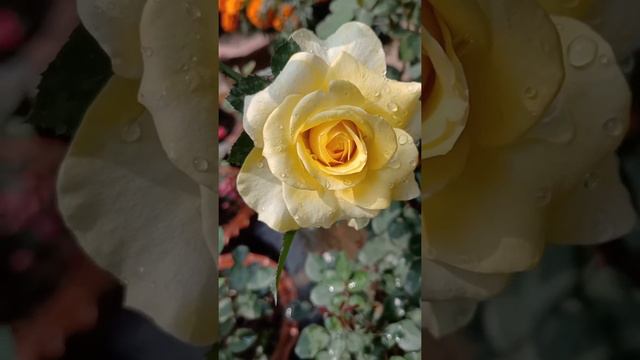 Yellow rose || landora rose