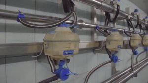 Доильный зал для коров КРС 8-91-22-33-76-56 | Уникальные технологичные доильные залы для коров КРС