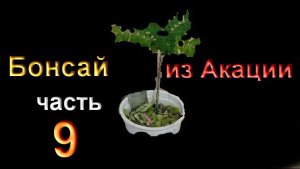 Дефолиация листа  Акации летом и для чего это делать часть 9