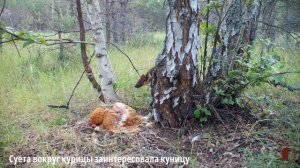 лисята и курица Хопёрский заповедник