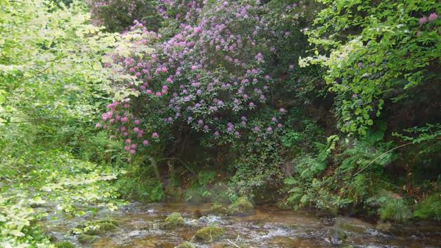Geroldsauer Wasserfälle смотреть онлайн