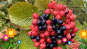 Калина гордовина гордовина. Краткий обзор, описание характеристик viburnum lantana