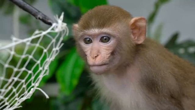 Monkey Nana have fun at the Water Park and play Insane Water Slides- 30 minutes Funniest and Cutest