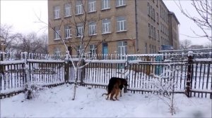 Вязка собак по любви получилась!