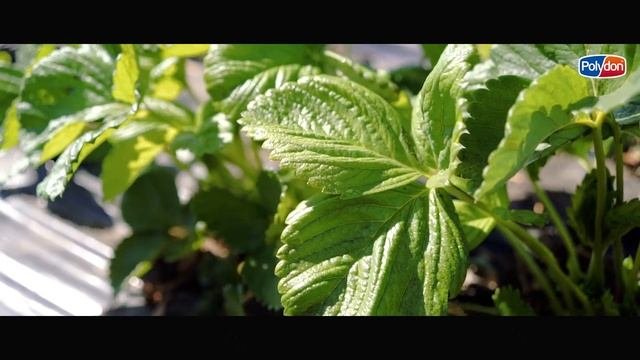 Опыт использования препаратов PolyDon на землянике садовой / ООО 