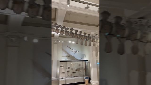 Visiting the Australian Museum