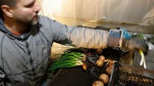 Чистим лук Каратал. Считаем процент выхода пера