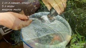 Нашатырный Спирт От Медведки в Огороде! Опрыскивание Нашатырным Спиртом Рассады от Вредителей