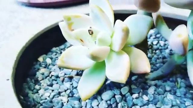 Graptopetalum Paraguayense a.k.a-Ghost Plant смотреть онлайн