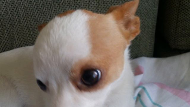 Ми ми ми 🐶🐶🐶 смотреть онлайн