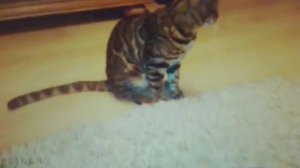 Бенгальские коты