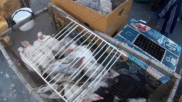 Куры несушки Порода голошейки