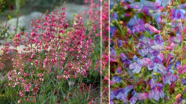 ? 8 МОДНЫХ Растений для Сада ?? смотреть онлайн