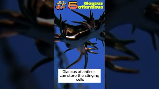 Glaucus atlanticus IF 5 #interestingfacts #interesting #fact