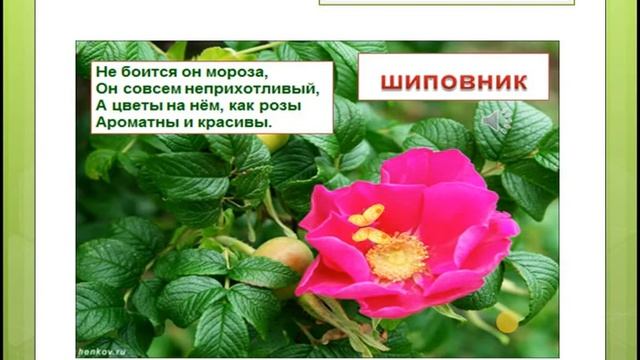 Какие бывают растения Окружающий мир 2класс