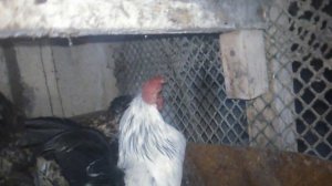 Подарили петуха породы королек. Куры легбар и джерсийские гиганты.