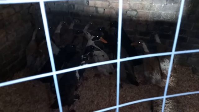 Борковская Барвистая порода кур, утка Индийский бегунок смотреть онлайн