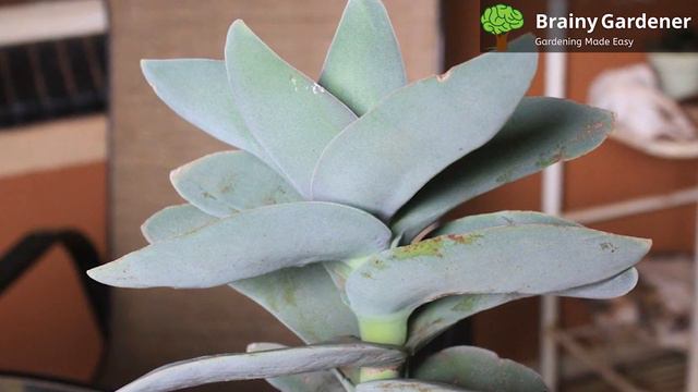 What Every Propeller Plant Owner Needs To Know смотреть онлайн