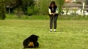 Немецкая овчарка - Полное Описание Породы