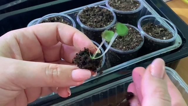 Почему гибнут ВСХОДЫ, причины неудач при посеве цветов. Часть 1 смотреть онлайн